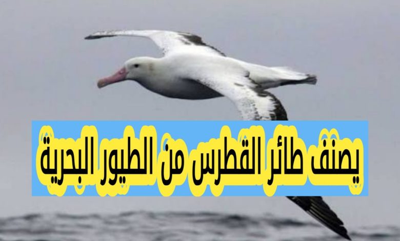 يصنف طائر القطرس من الطيور البحرية إظهار النتيجة