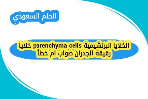 الخلايا البرنشيمية parenchyma cells خلايا رقيقة الجدران صواب ام خطأ