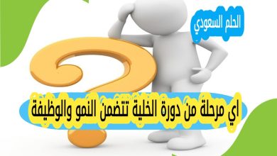 اي مرحلة من دورة الخلية تتضمن النمو والوظيفة