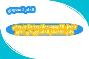 تنفصل الكروموسومات بعضها عن بعض خلال الانقسام المتساوي في الطور