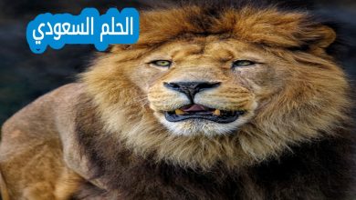 توقعات الابراج حظك اليوم برج الأسد