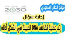 رتب عملية تضاعف DNA المبينة في الشكل أدناه