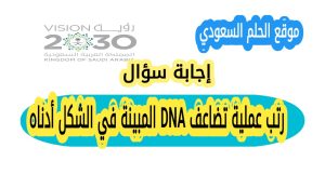 رتب عملية تضاعف DNA المبينة في الشكل أدناه