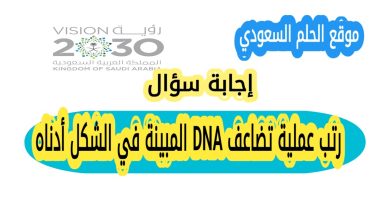 رتب عملية تضاعف DNA المبينة في الشكل أدناه