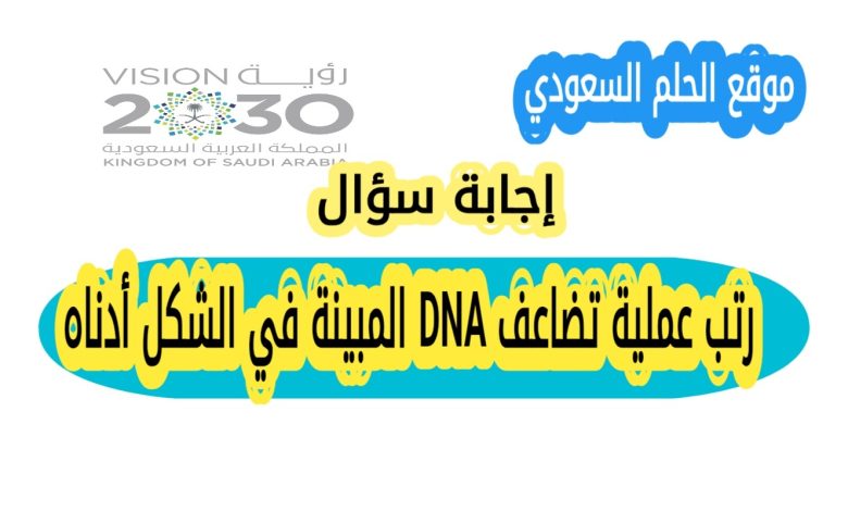 رتب عملية تضاعف DNA المبينة في الشكل أدناه