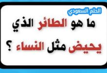 ما هو الحيوان الذي يحيض مثل النساء
