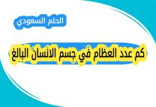 كم عدد العظام في جسم الانسان البالغ