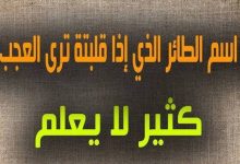 من هو وما هو اسم الطائر الذي اذا قلبته ترى عجب؟